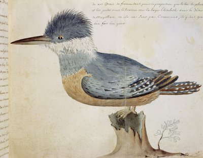 Oiseau, proche du geai de France, près du détroit de Magellan - French School