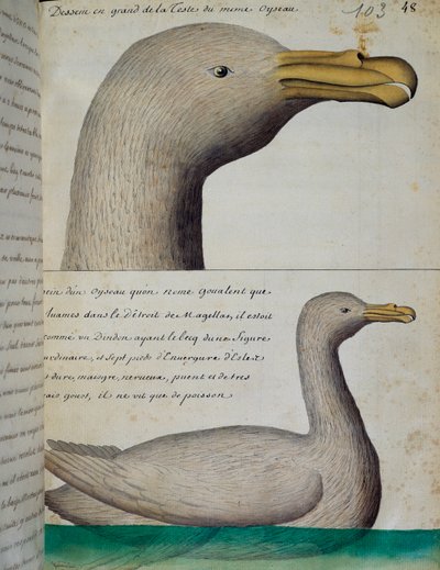 Oiseau du détroit de Magellan, aquarelle du journal de bord par Jacques Gouin de Beauchesne (1652-1730), capitaine de la Compagnie royale de la Mer du Sud, de 1698 à 1701, France - French School