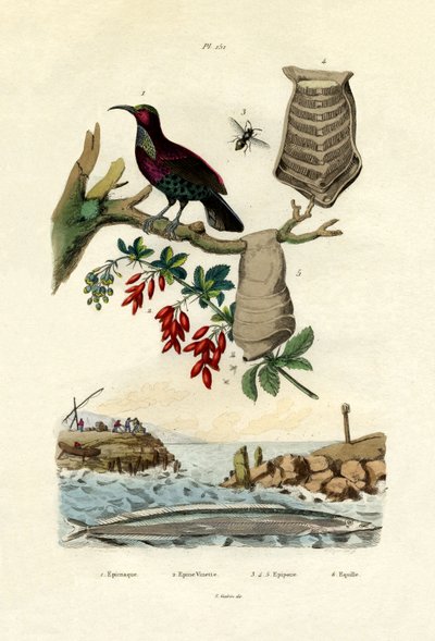 Oiseau de paradis - French School