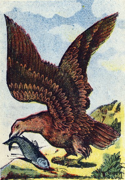 Oiseau de proie. Gravure dans "Alphabet des oiseaux". Imagerie de Pont-à-Mousson, Marcel et/ou Louis Vagne, Imprimeur-Éditeur, fin du XIXe siècle. - French School