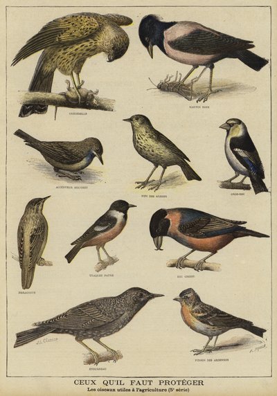 Oiseaux nécessitant une protection en raison de leur utilité pour l