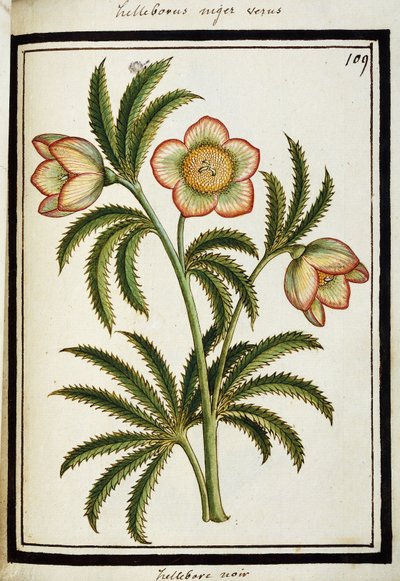 Hellébore noir, c.1700 - French School