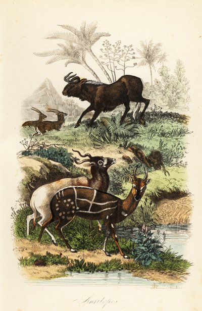Gnou noir, Connochaetes gnou, addax ou antilope à vis, Addax nasomaculatus, et guib harnaché ou kewel, Tragelaphus scriptus - French School