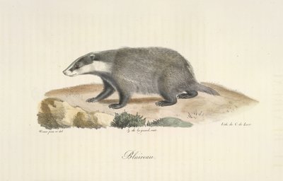 Blaireau, de Histoire Naturelle des Mammifères - French School