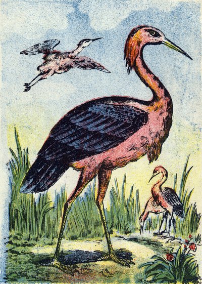 Héron bleu: aigle se nourrissant de vers et de reptiles. Vit aux États-Unis et aux Caraïbes. Gravure dans "Alphabet des oiseaux". Imagerie de Pont-à-Mousson, Marcel et/ou Louis Vagne, Imprimeur-Éditeur, fin du XIXe siècle. - French School