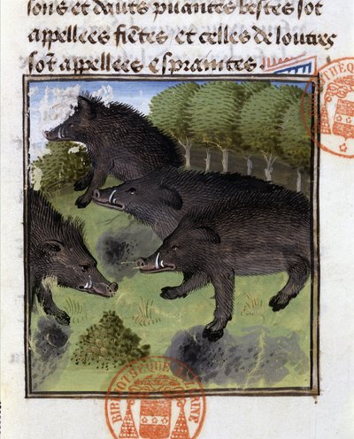 Sangliers - dans « Livre de chasse de Gaston Phébus, comte de Foix, seigneur de Béarn » - French School