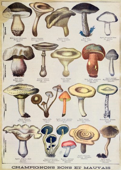 Planche botanique représentant 