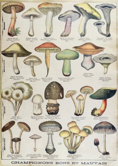 Planche botanique représentant 
