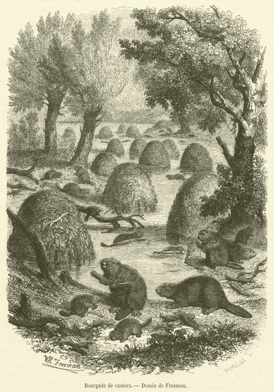 Bourgade de castors - French School