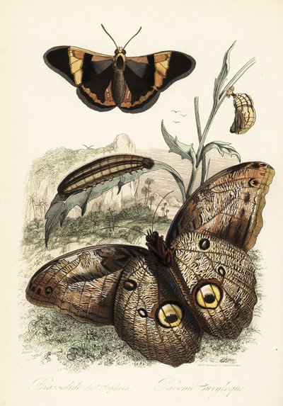 Papillon Brassolis sophorae, chrysalide et chenille - French School