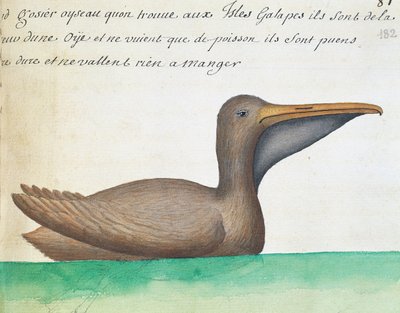 Pélican brun (Pelecanus occidentalis), îles Galápagos, aquarelle du journal de bord par Jacques Gouin de Beauchesne, capitaine de la Compagnie royale de la Mer du Sud, de 1698 à 1701, France - French School