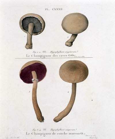 Champignon à couche brune - dans « Traité des champignons » par Jean Jacques Paulet, fin 18ème siècle - French School