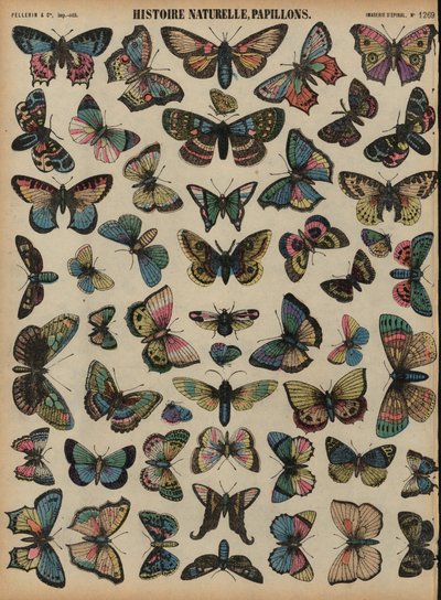 Papillons - French School