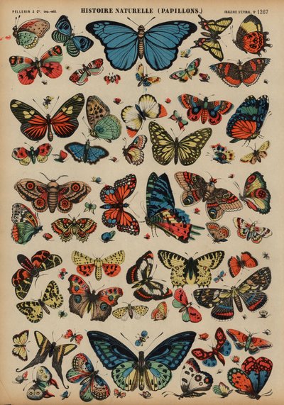 Papillons - French School