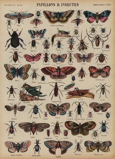 Papillons et autres insectes - French School