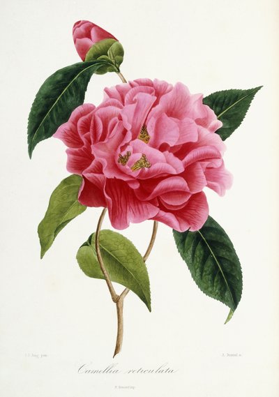 Camellia reticulata, 1839-1943 - French School