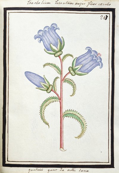 Campanule trachélie, c.1700 - French School