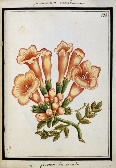 Jasmin canadien, vers 1700 - French School