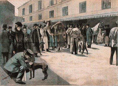 Soins à un chameau à l