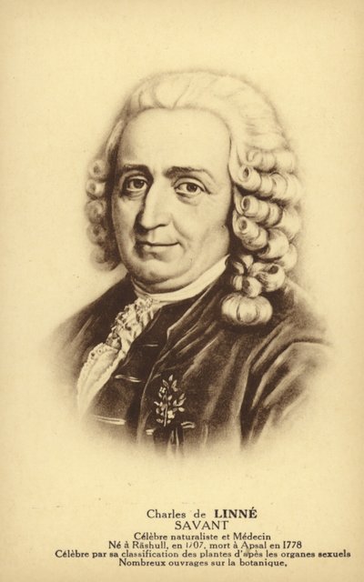 Carl Linné (1707-1778), botaniste et zoologiste suédois (litho) - French School