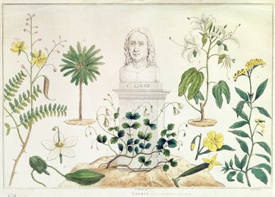 Carl von Linné (1707-78) entouré de certaines des plantes qu