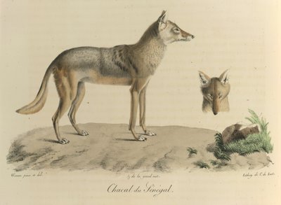 Chacal du Sénégal, de Histoire Naturelle des Mammifères - French School