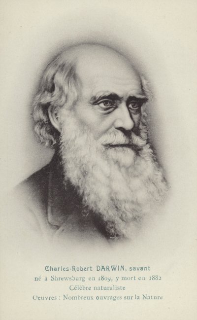Charles Darwin (1809-1882), naturaliste anglais (lithographie) - French School