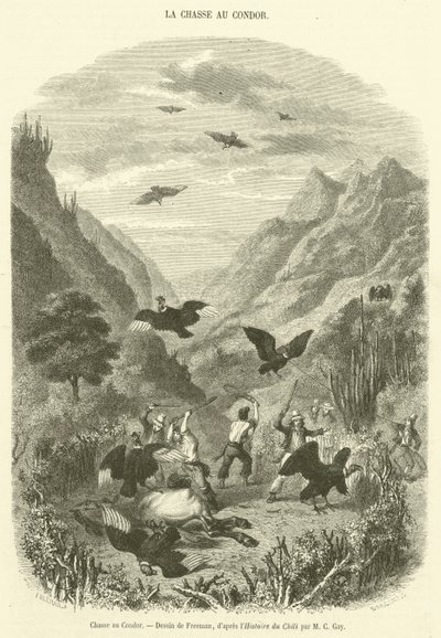 Chasse au Condor - French School
