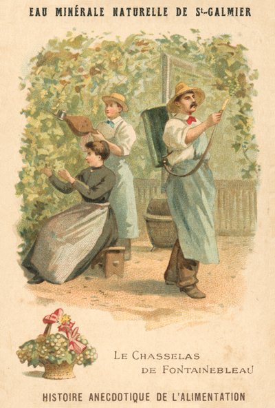 Raisins Chasselas de Fontainebleau - French School