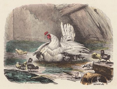 Poules - French School