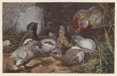 Éclosion des poussins - French School