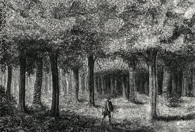 Forêt d