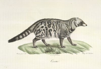 Civette, de Histoire Naturelle des Mammifères - French School
