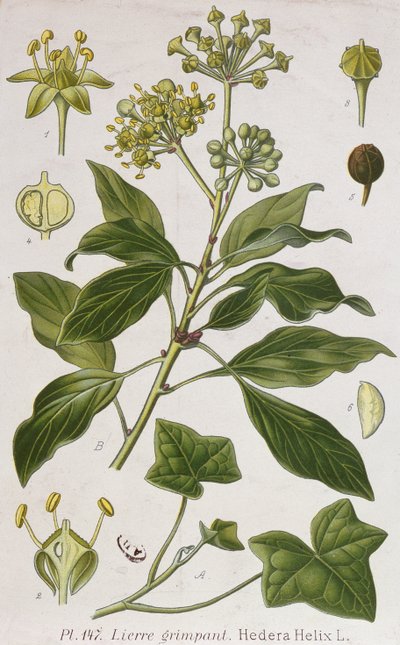 Lierre grimpant - French School