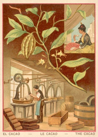 Cacao - French School
