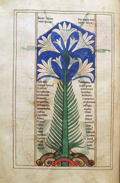 Un lys (lilium longiflorum), du Liber Floridus par Lambert de Saint-Omer vers 1120 - French School