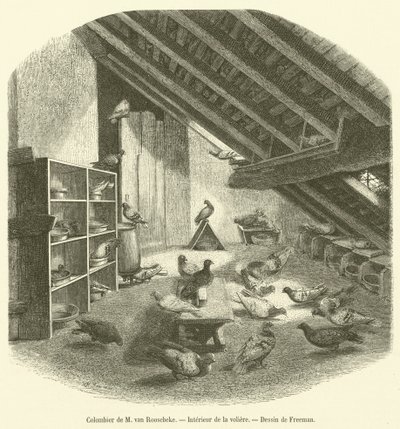 Colombier de M. van Roosebeke, Intérieur de la volière - French School