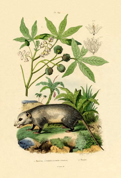 Opossum commun - French School