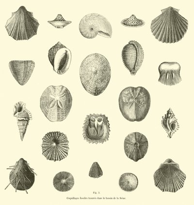 Coquillages fossiles trouvés dans le bassin de la Seine - French School