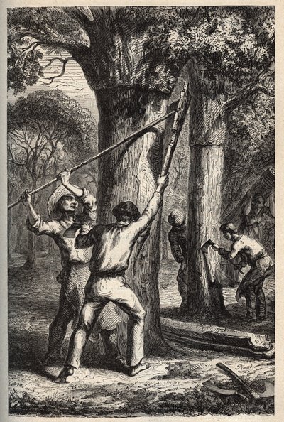 Récolte de liège sur Quercus suber - Récolte de l