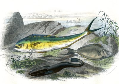 Coryphène Hippurus (dorade coryphène, poisson caméléon) - En bas : écheneis rémora et le nason licornet - Planche extraite de l