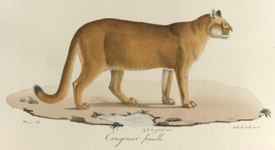 Cougouar femelle, tiré de 