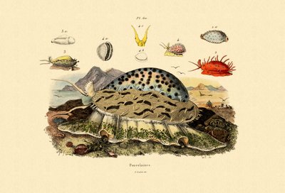 Coquilles de porcelaine - French School
