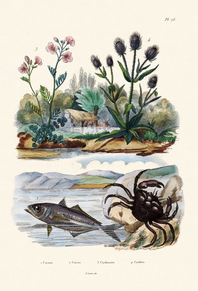 Crabe, 1833-39 - French School