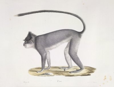 Croo. Un singe, de Histoire Naturelle des Mammifères - French School
