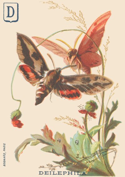 D: Deilephila (Deilephila elpenor ou Grand sphinx de la vigne) - French School