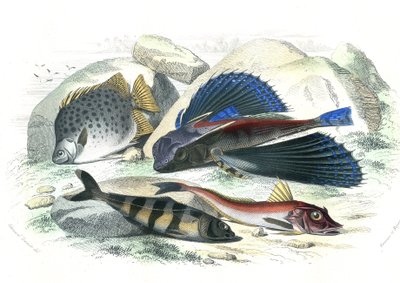 Dactyloptere pirapede (Dactylopterus pirapeda) poisson volant, Chetodon argus (scatophagus argus), centronote pilote (écheneis naucrate), Trigle Lyre (Genicanthus Melanospilos) - Planche extraite de l
