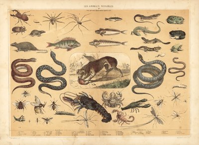 Animaux dangereux - French School