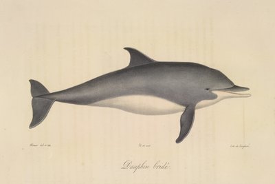 Dauphin bridée, de Histoire Naturelle des Mammifères - French School