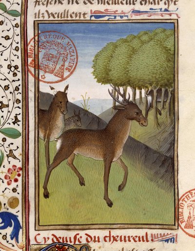 Cerfs et biches - dans « Livre de chasse de Gaston Phébus, comte de Foix, seigneur de Béarn » - French School